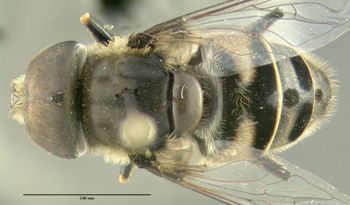 Media type: image;   Entomology 603719 Aspect: habitus dorsal view